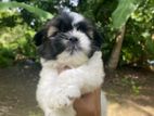 Shih Tzu Puppies