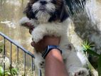 Shi Tzu Puppies Tri Colour