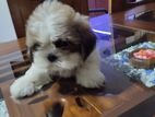 Shi Tzu Puppy