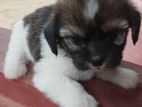 Shi Tzu puppy