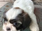 Shi-Tzu Puppy