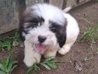 Shit Zu Puppy