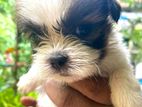 Shih Tzu Puppies