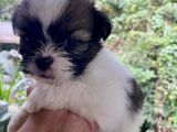 Shih Tzu Puppies