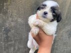 Shih Tzu Dog