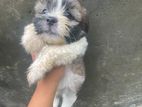 Shih Tzu Dog