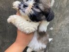 Shih Tzu Puppy
