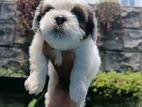 Shih Tzu Puppies