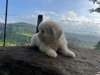 Shih Tzu Puppies