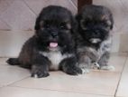 (Shih -Pooh) Poodle Mix Shihtzu Puppies