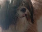 shih Thu puppy