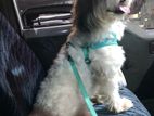 Shih Tzu Dog for Crossing