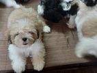 Shih Tzu Puppies