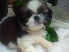 Shihtzu Puppy