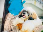 Shih-Tsu Puppy