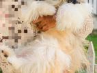 Shih-Tsu Puppy