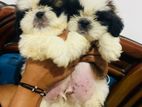 Shih Tzu Puppies