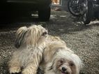 Shih Tzu For Crossing