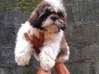 Shihtzu Puppies