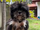 Shih Txu Puppies