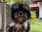 Shih Txu Puppies