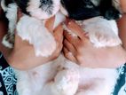 Shih Tzu Puppies