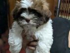 Shih Tzu Puppy