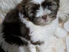 Shih Tzu Puppy