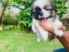 Shih Tzu Puppies
