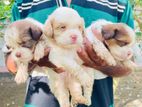 Shih Tzu බලු පැටවුන්