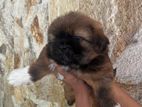 Shih Tzu බලු පැටවුන්