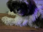 Shih Tzu Puppy