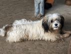 Shih Tzu Puppies