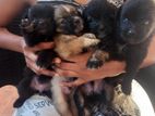 Shih Tzu Cross Pomeranian Puppies