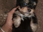 Shih Tzu Cross Puppies