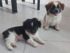 Shih tzu cross pups