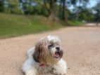 Shih Tzu Crossing