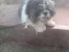 Shih Tzu Crossing