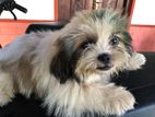 Shih Tzu Dog Crossing
