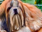 Shih Tzu Dog for Crossing