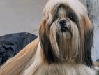 Shih Tzu Dog for Crossing