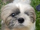 Shih Tzu Dog For Crossing