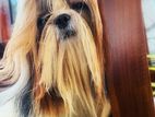 Shih Tzu Dog for Crossing