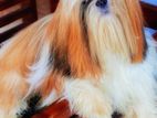 Shih Tzu Dog for Crossing