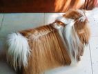 Shih Tzu Dog for Crossing
