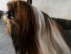 Shih Tzu Dog for Crossing