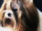 Shih Tzu Dog for Crossing