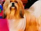 Shih Tzu Dog for Crossing