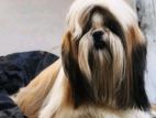Shih Tzu Dog for Crossing