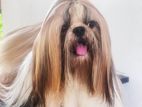 shih tzu dog for crossing